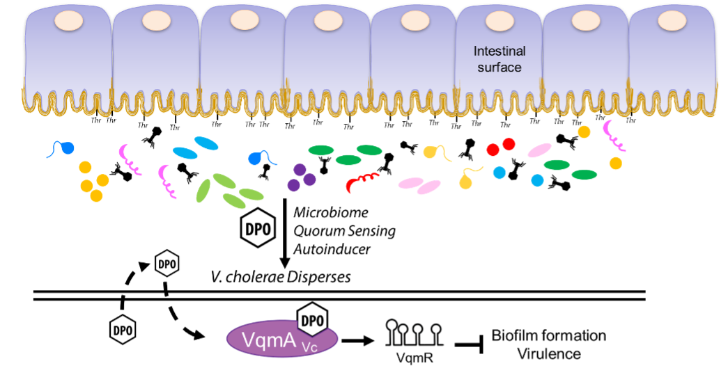 VqmA 1